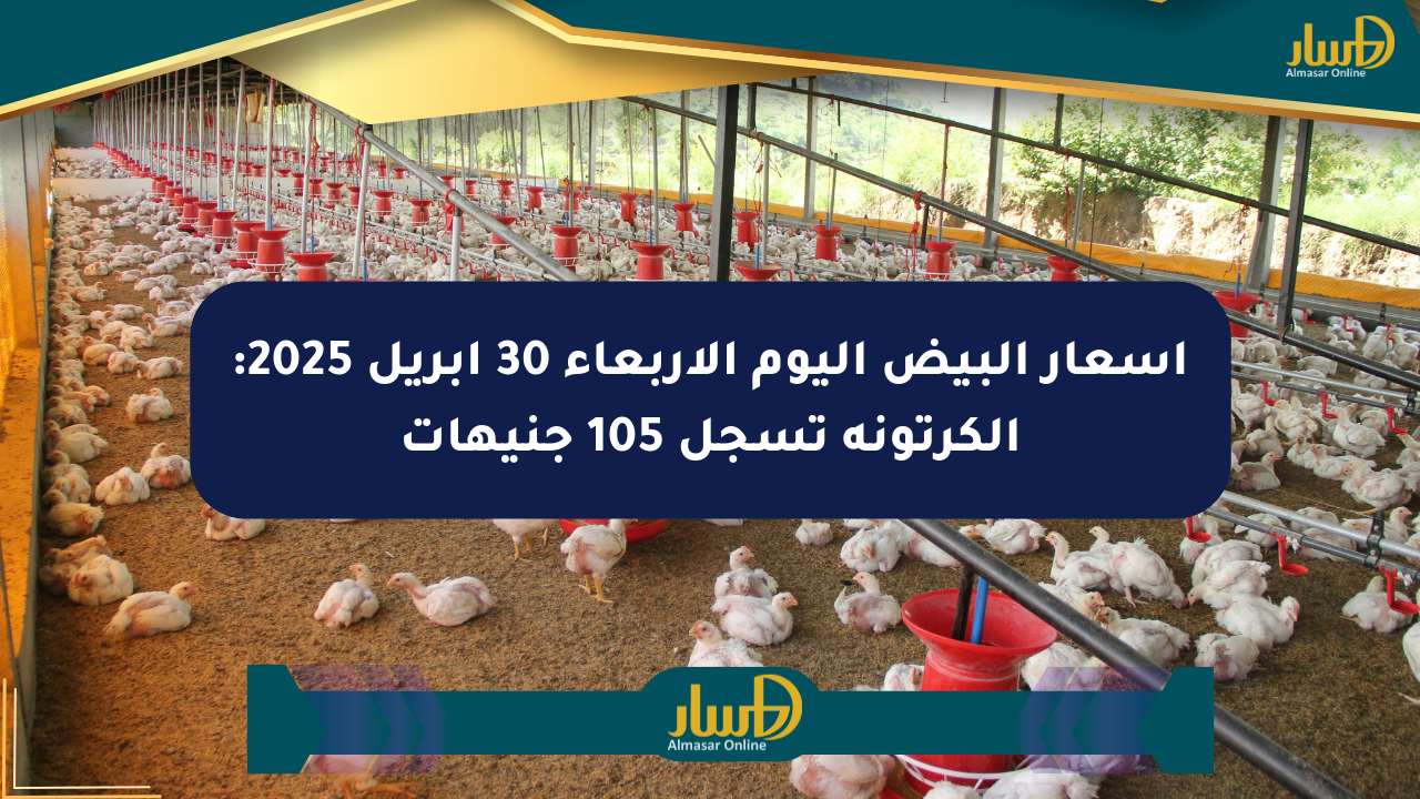 أسعار البيض اليوم الأربعاء 30 أبريل 2025: الكرتونة تسجل 105 جنيهات